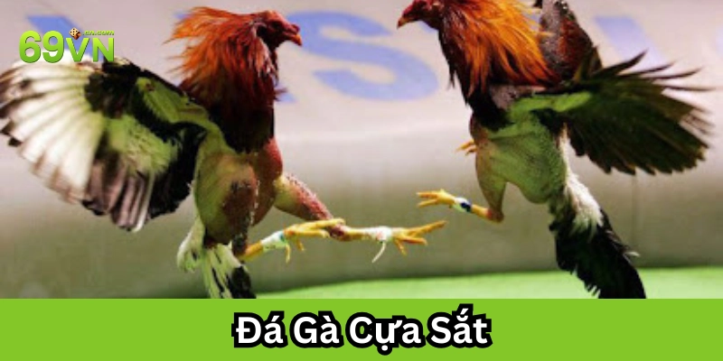 Đá Gà Cựa Sắt và những lưu ý quan trọng